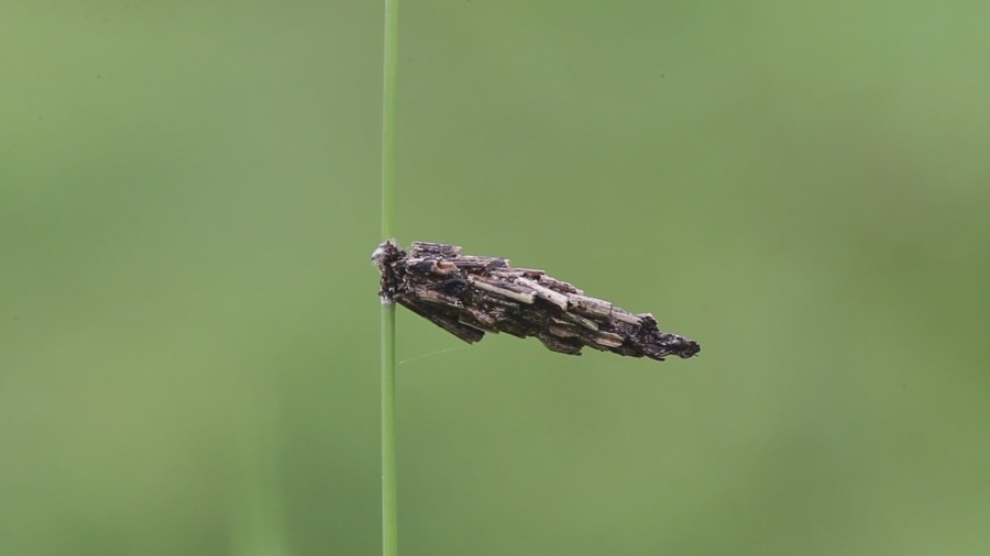 Plant daddy: Earwigs, bagworm moths and more