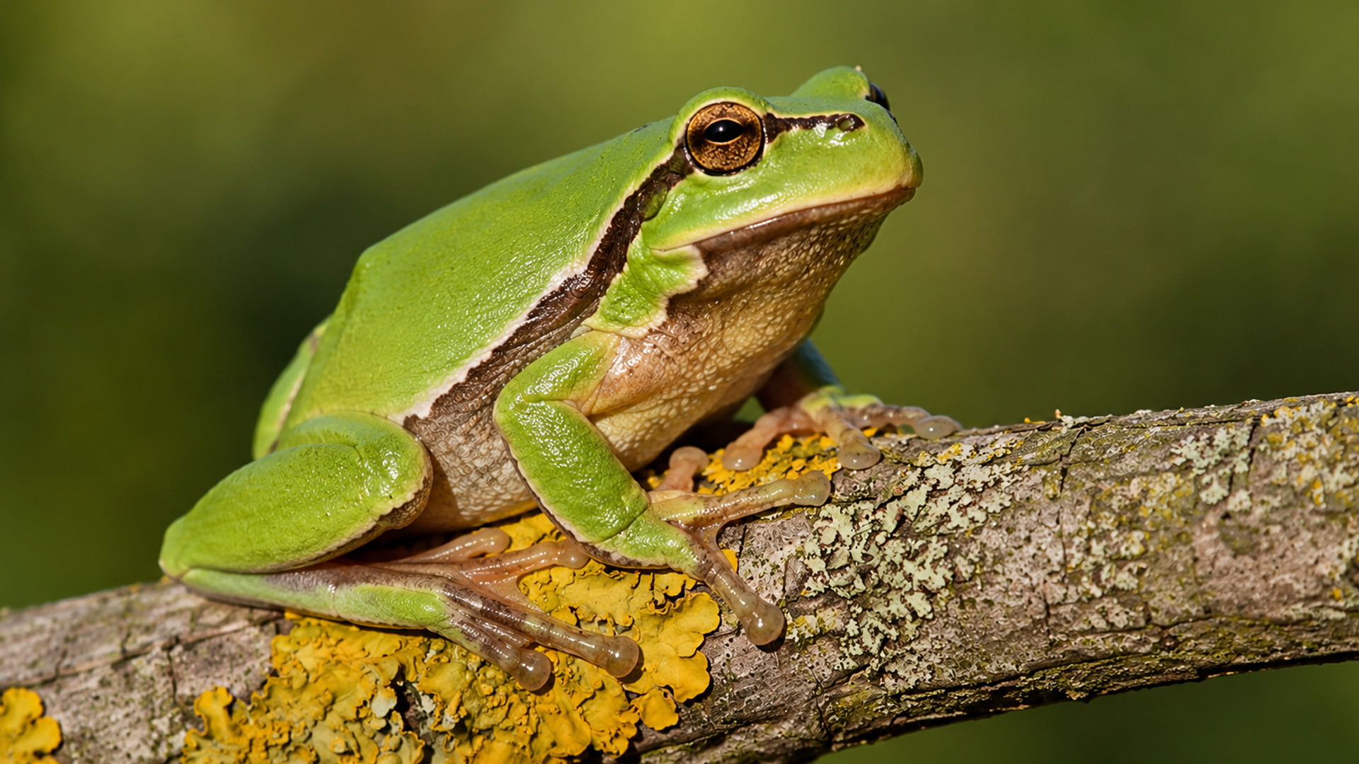 Green tree frog rests on a branch near a wildlife camera