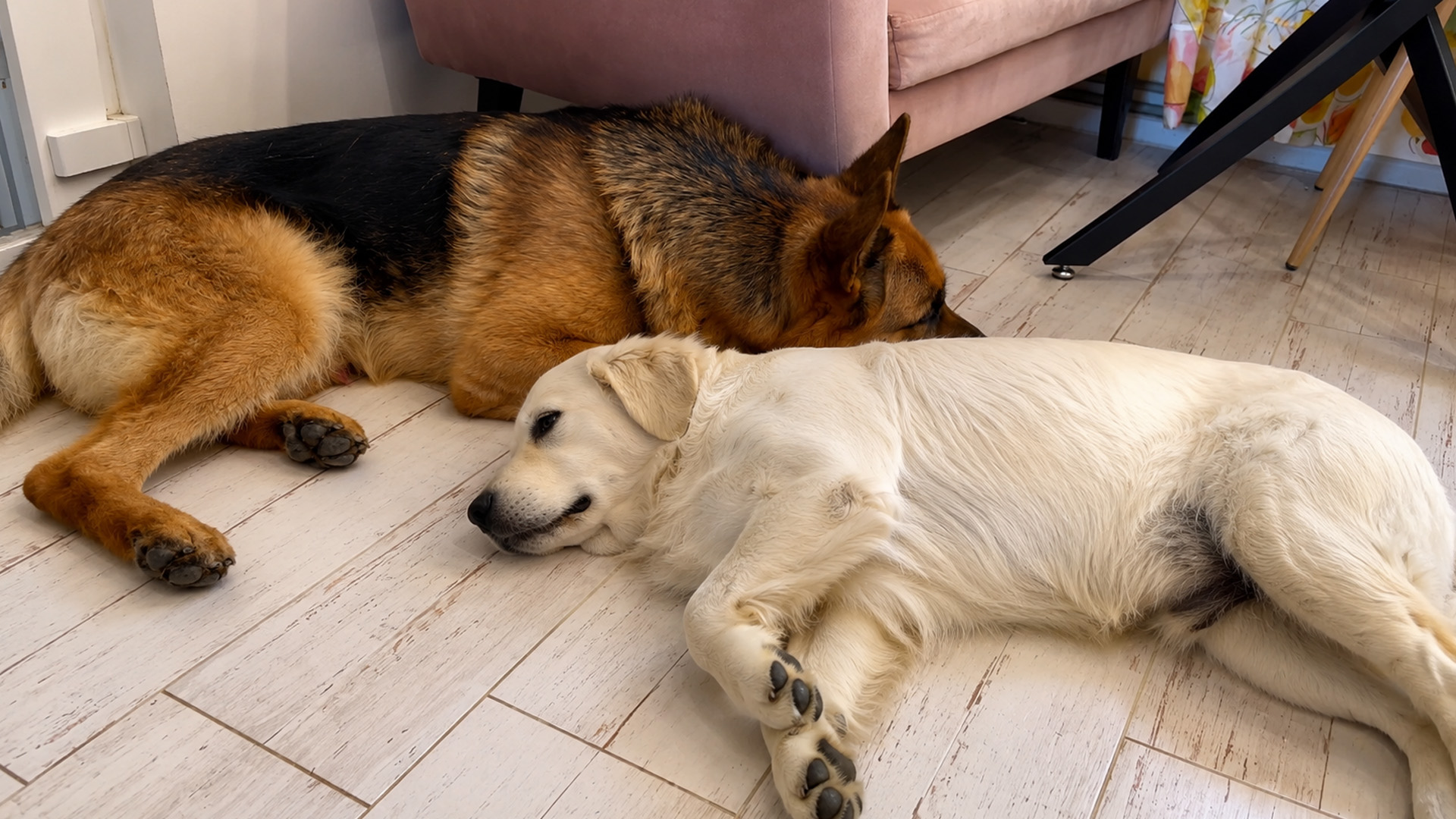Golden retriever puppy sleeps beside German shepherd