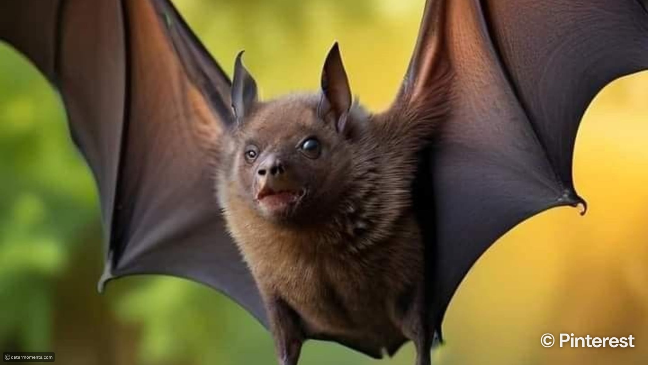 The world's fastest animals across land, sea, and sky