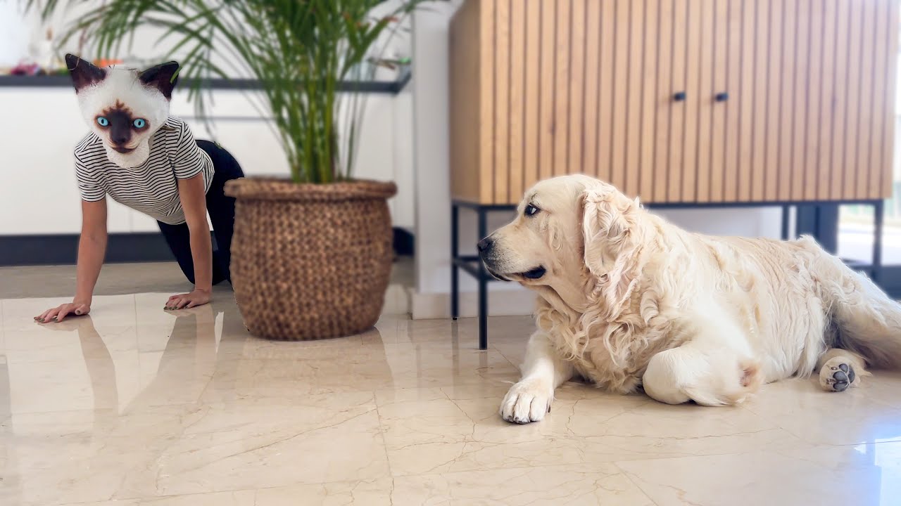 Golden retriever watches a strange cat prank