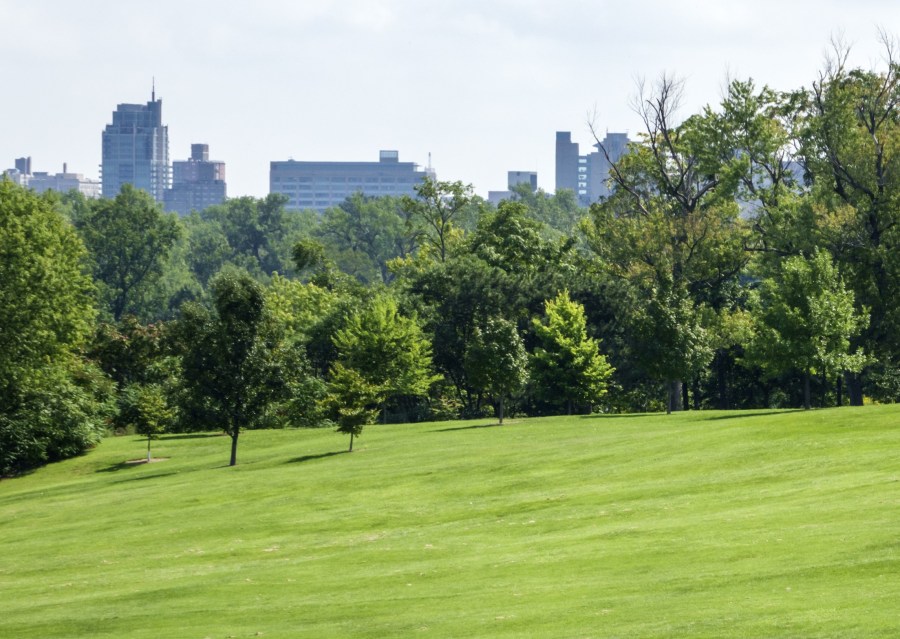 Deer spotted at Forest Park wearing a collar: Why?