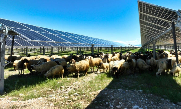 In April 2026, 100 sheep moved into a Volkswagen solar plant for a job ...