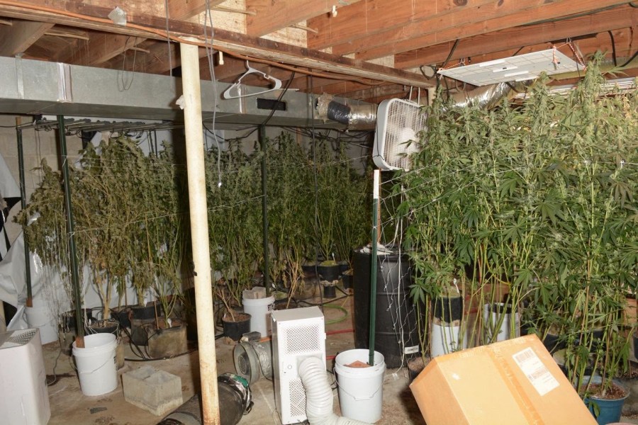 Franklin County man busted for growing nearly 250 marijuana plants