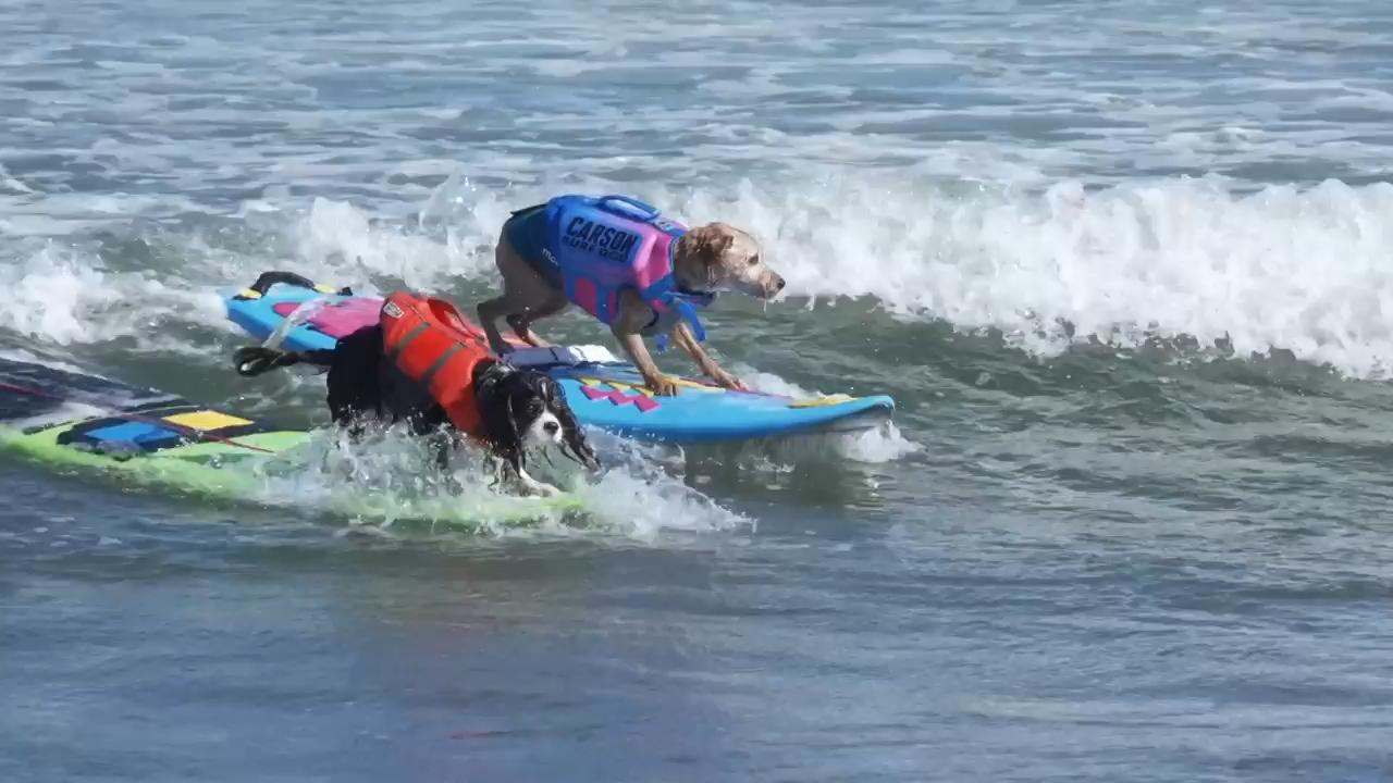 Surf's pup! Canine competitors ride to glory at Dog Surfing Championship