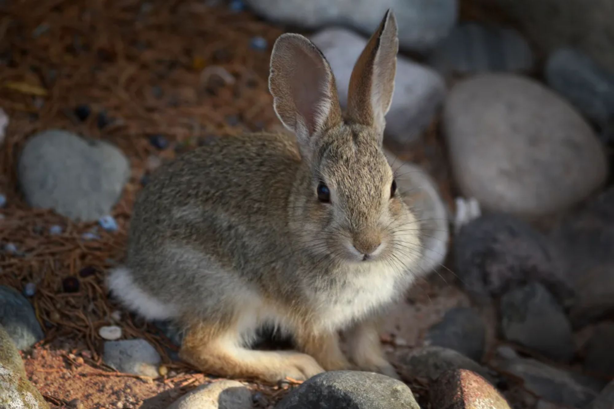 Three probable cases of rare 'rabbit fever' reported on Long Island