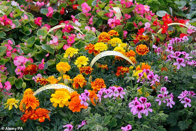 Britons with green fingers prefer brightly coloured flowers - with red the most popular