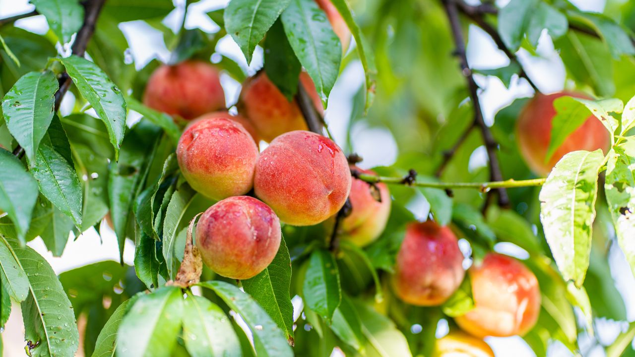 Summer pruning fruit trees helps your harvests – here are 5 to prune in August