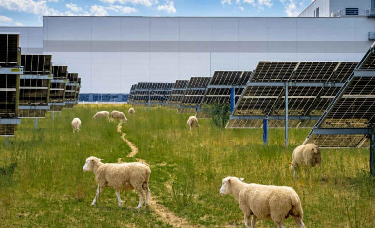 In April 2026, 100 sheep moved into a Volkswagen solar plant for a job ...
