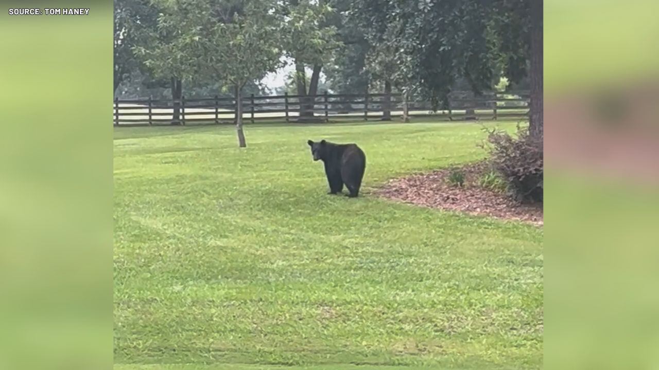 black-bear-spotted-roaming-shelby-county-neighborhoods