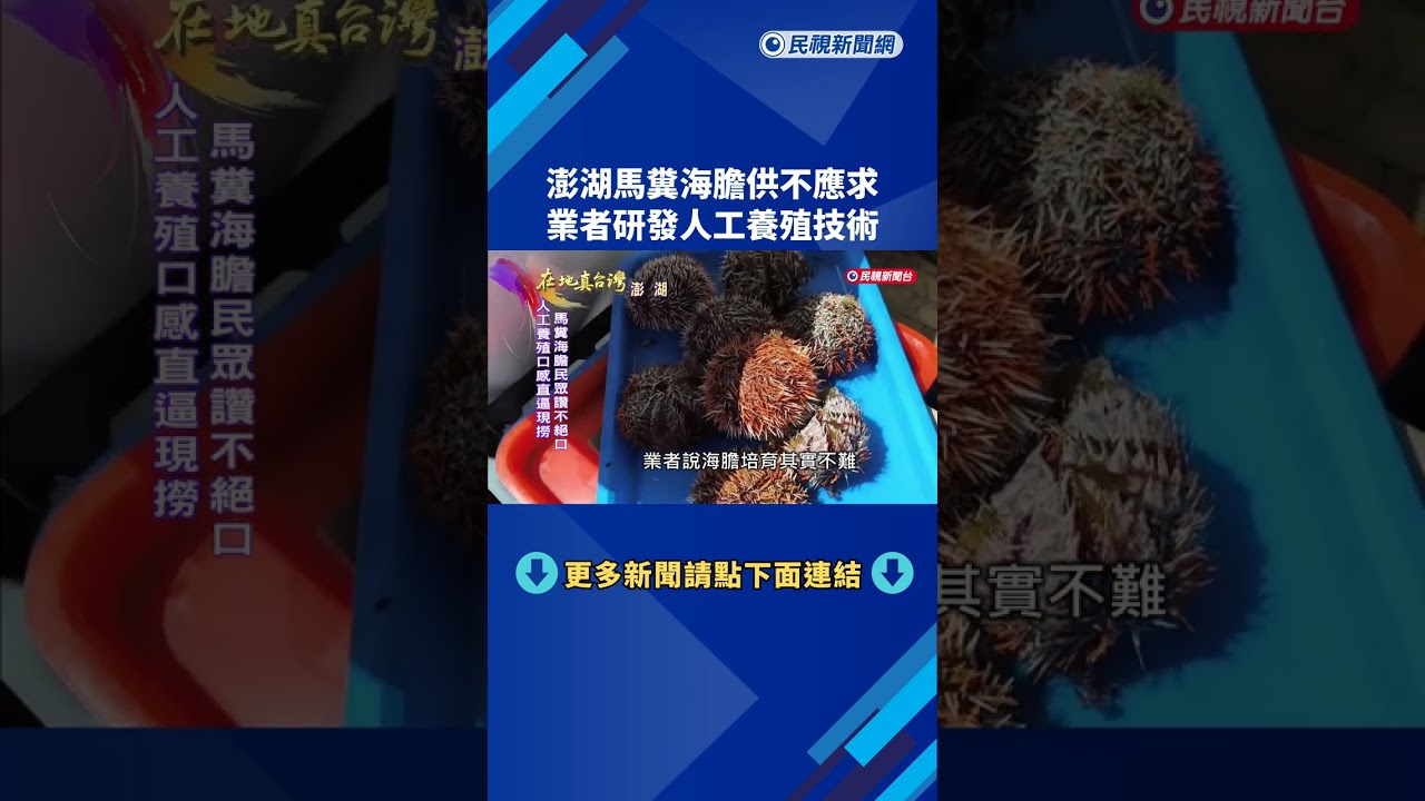 澎湖馬糞海膽供不應求 業者研發人工養殖技術－民視新聞
