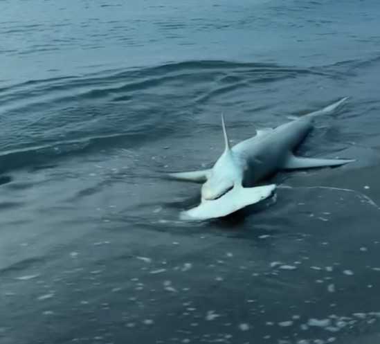 Sharks caught on video off shore in St. Lucie County, Jupiter