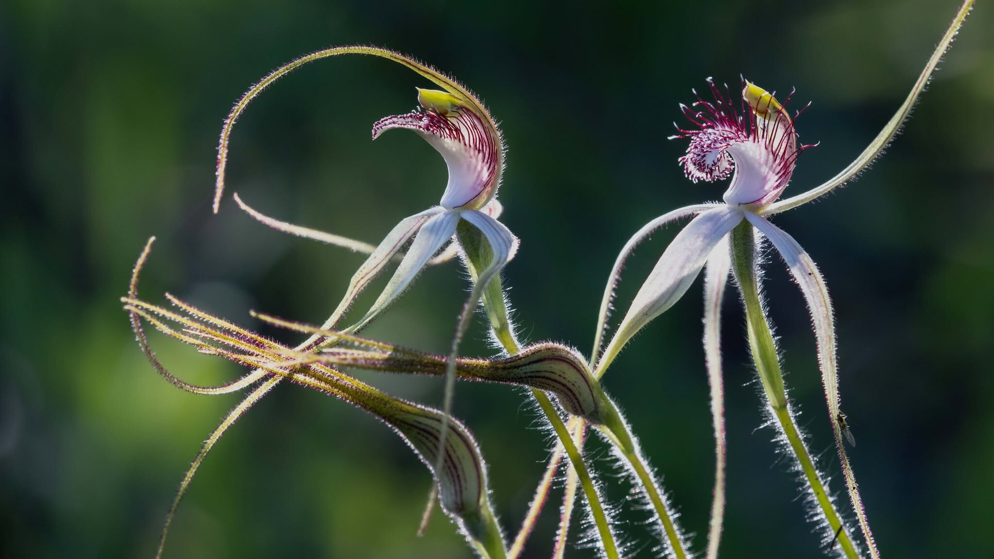 Orchids bloom beneath undergrowth in WA's Midwest as wildflower season ...