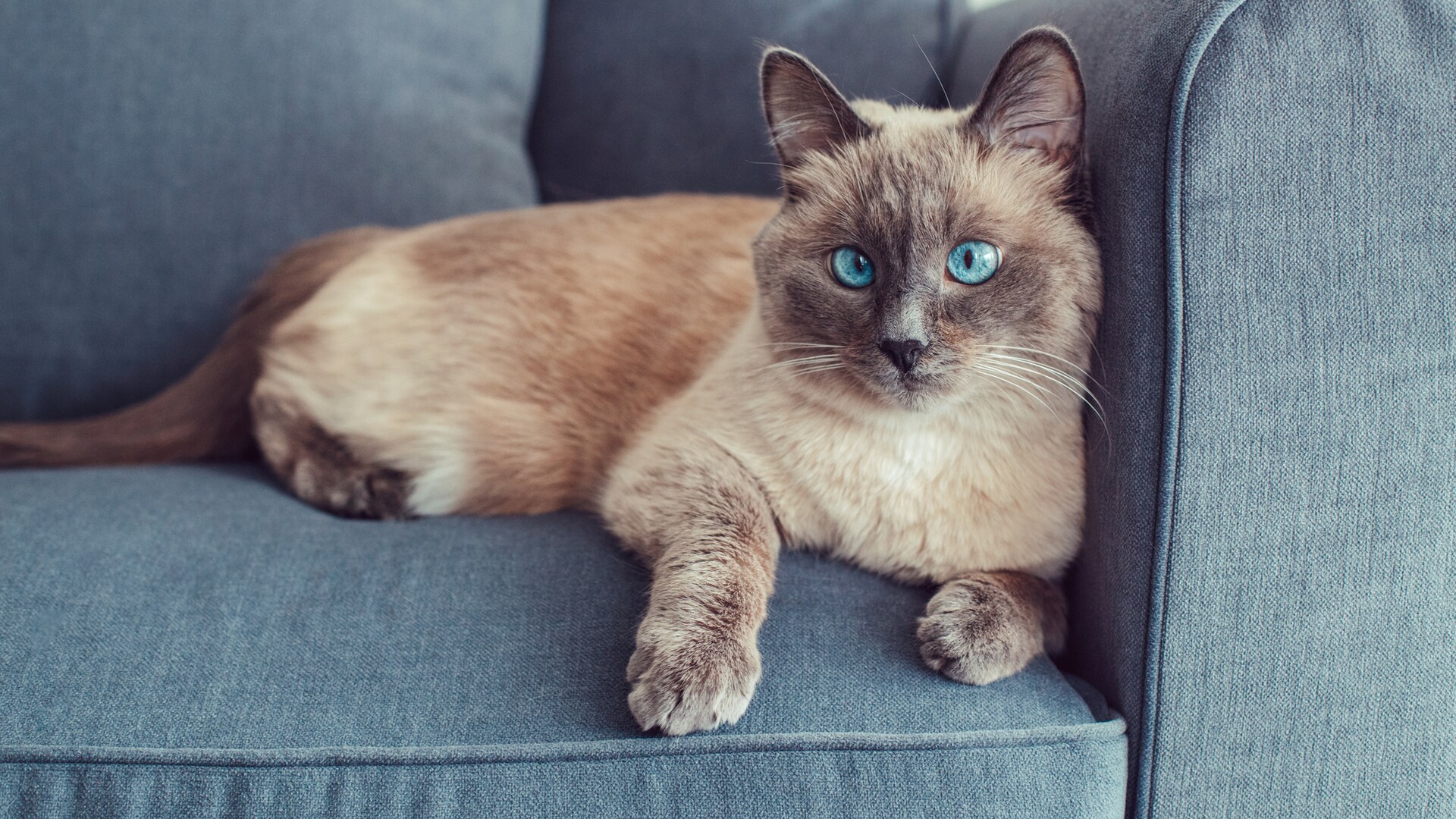 Colorpoint Shorthair: Wesen, Haltung und Pflege – alle Infos