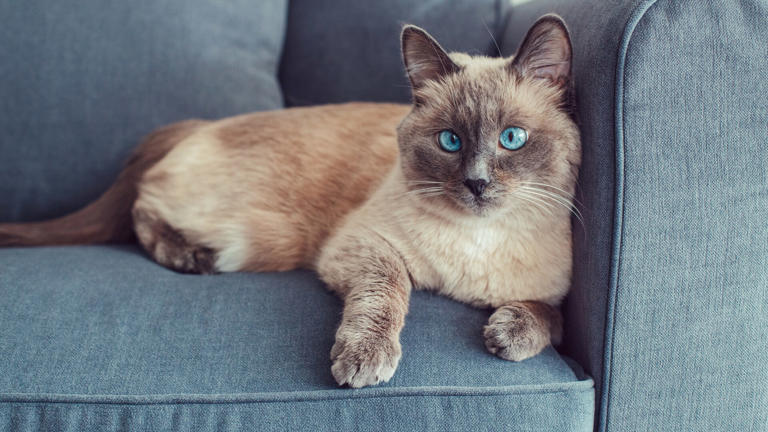 Colorpoint Shorthair: Wesen, Haltung und Pflege – alle Infos