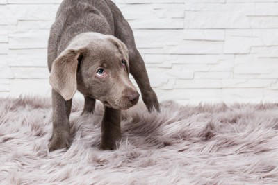 犬が『不安です』と思っていること4選 心配性のワンコがみせるサインや安心させる方法まで