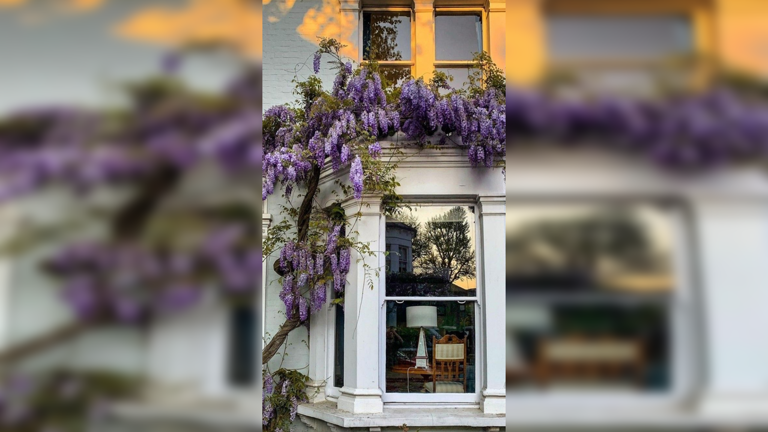 10 romantic climbing perennials that cover walls beautifully
