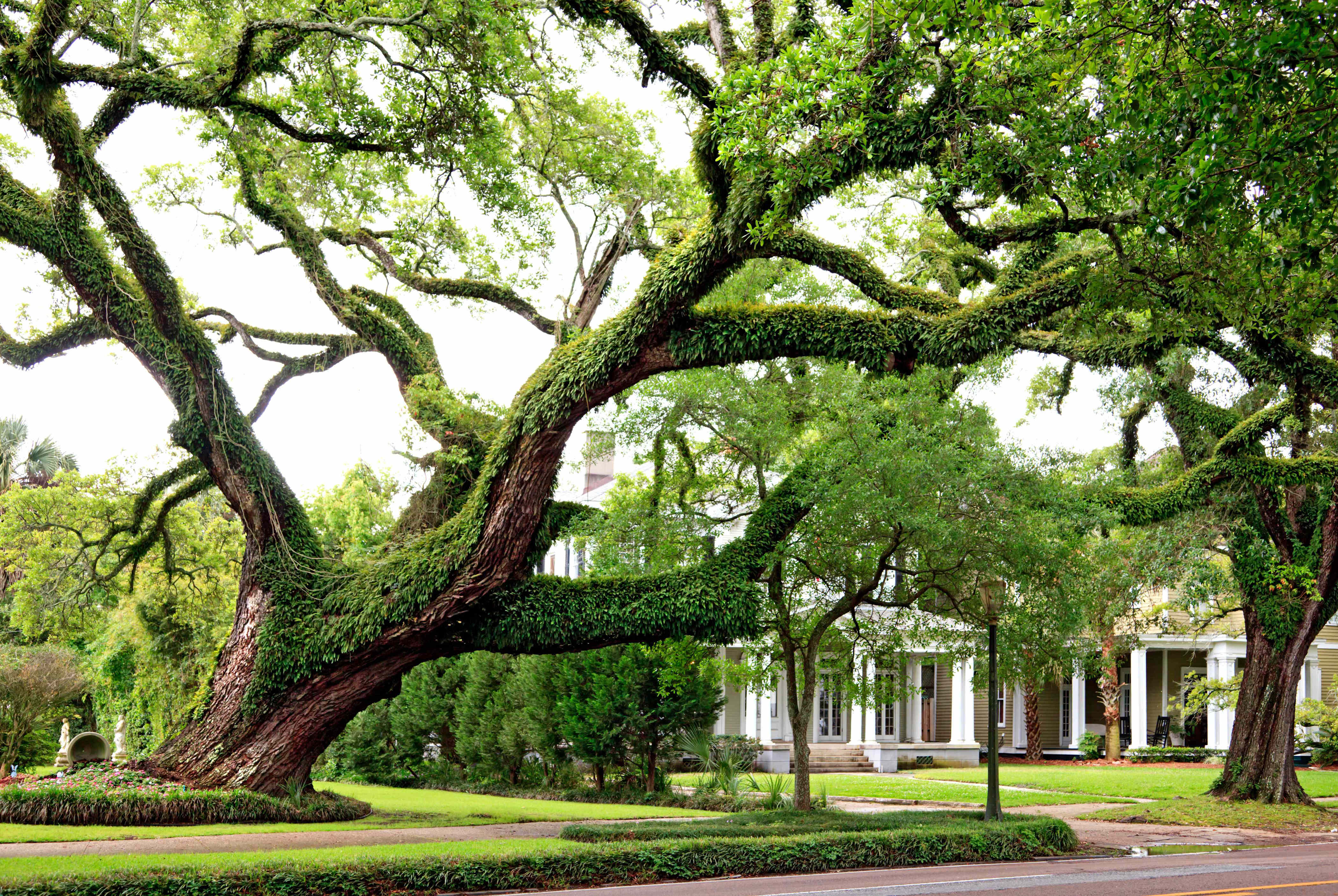 7 signs your tree might need to come down before it damages your home