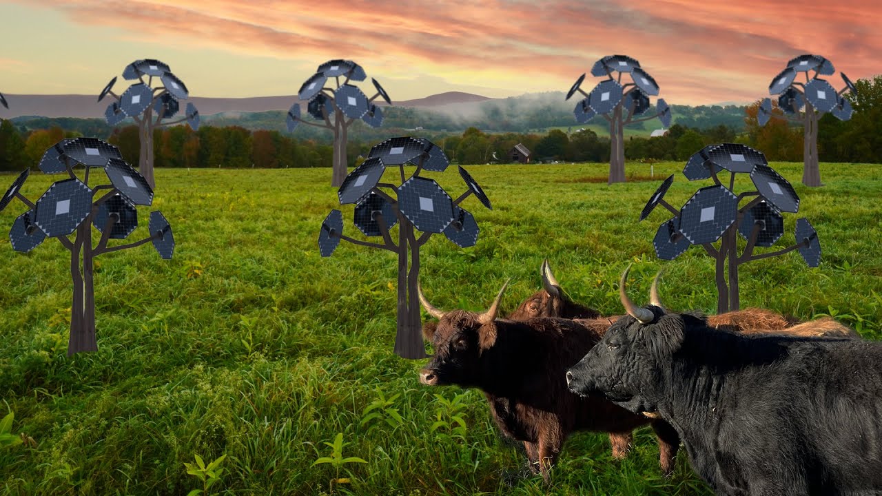 Cows graze under solar panels on a Vermont farm