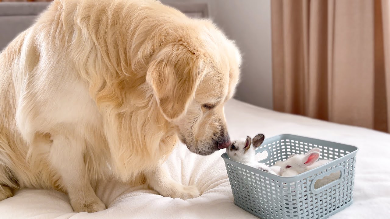 Golden retriever reacts to new baby bunnies