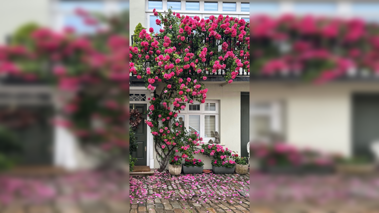 10 romantic climbing perennials that cover walls beautifully