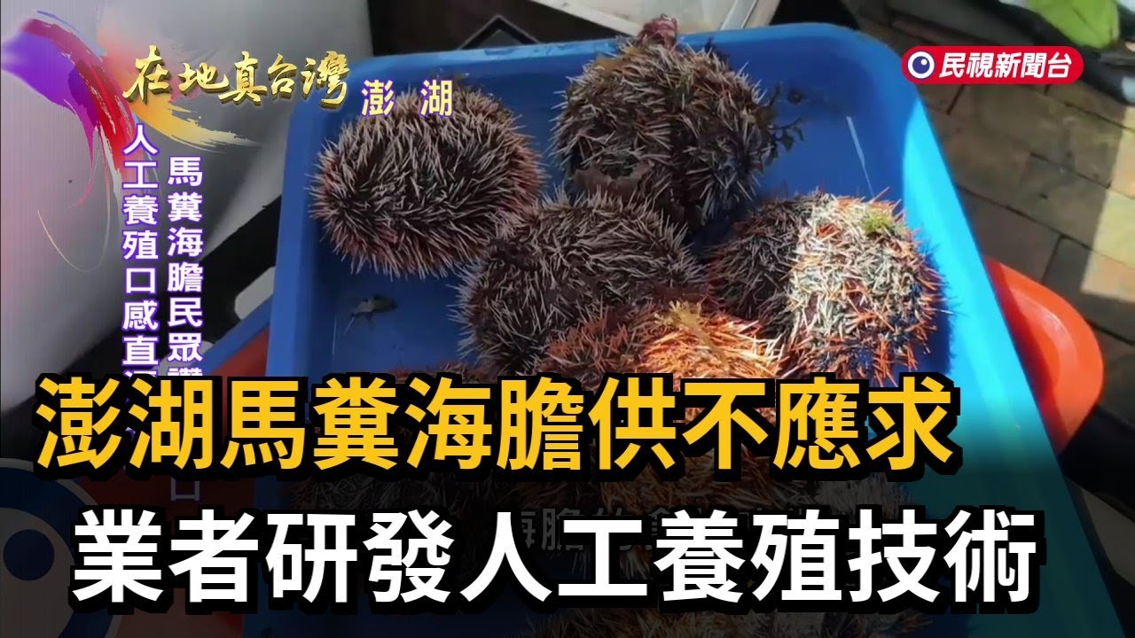 澎湖馬糞海膽供不應求 業者研發人工養殖技術－民視新聞
