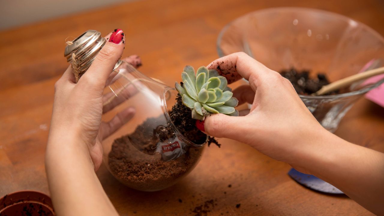 Forget high-maintenance houseplants: A DIY terrarium is a centerpiece ...