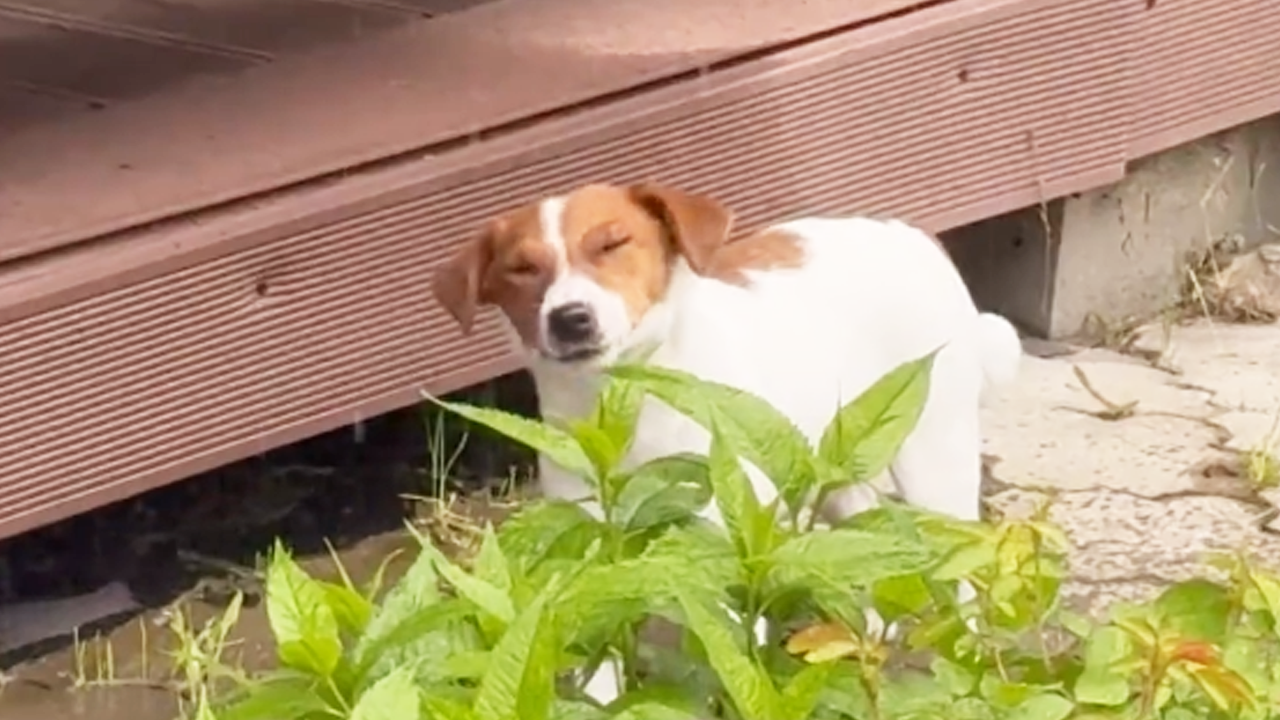 Happy dog enjoys a refreshing drink in the rain