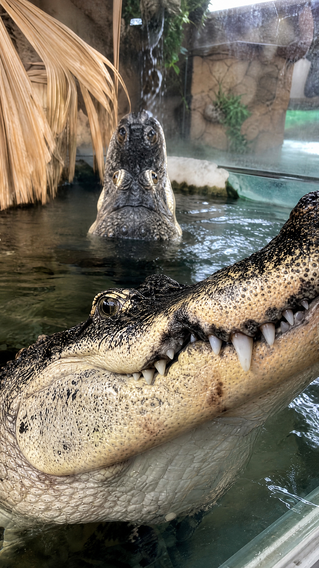 Alligators communicate with each other through unique natural sounds