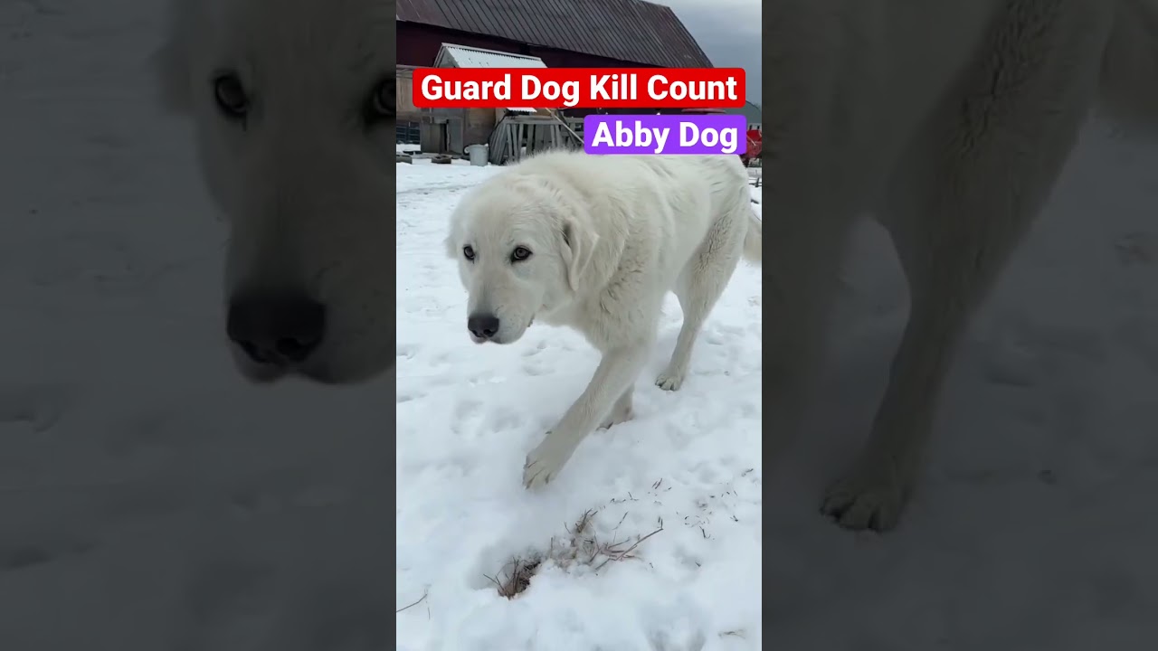 Count our giant livestock guardian dogs