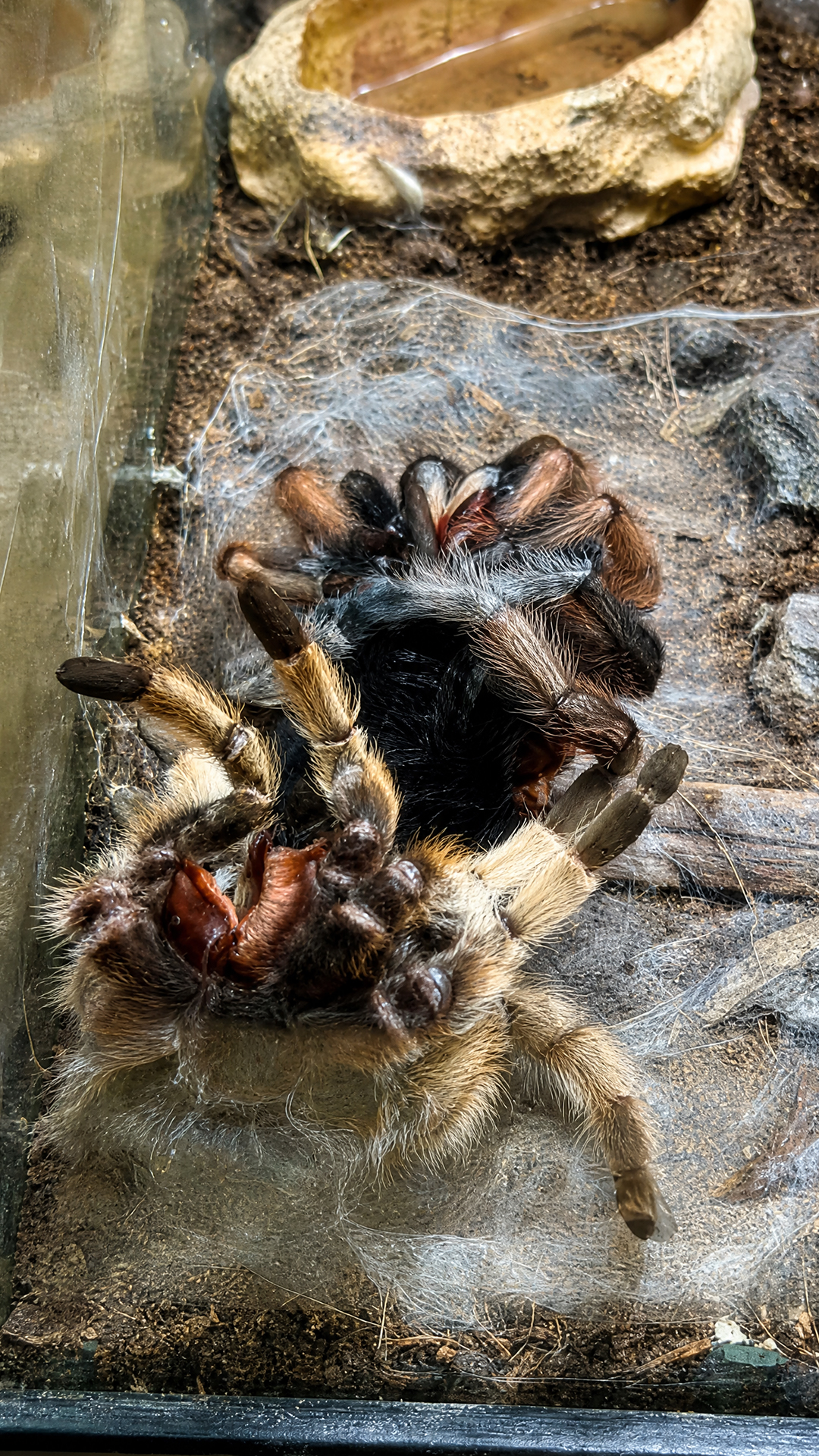 Tarantula molting moment captured during a rare reptile care observation