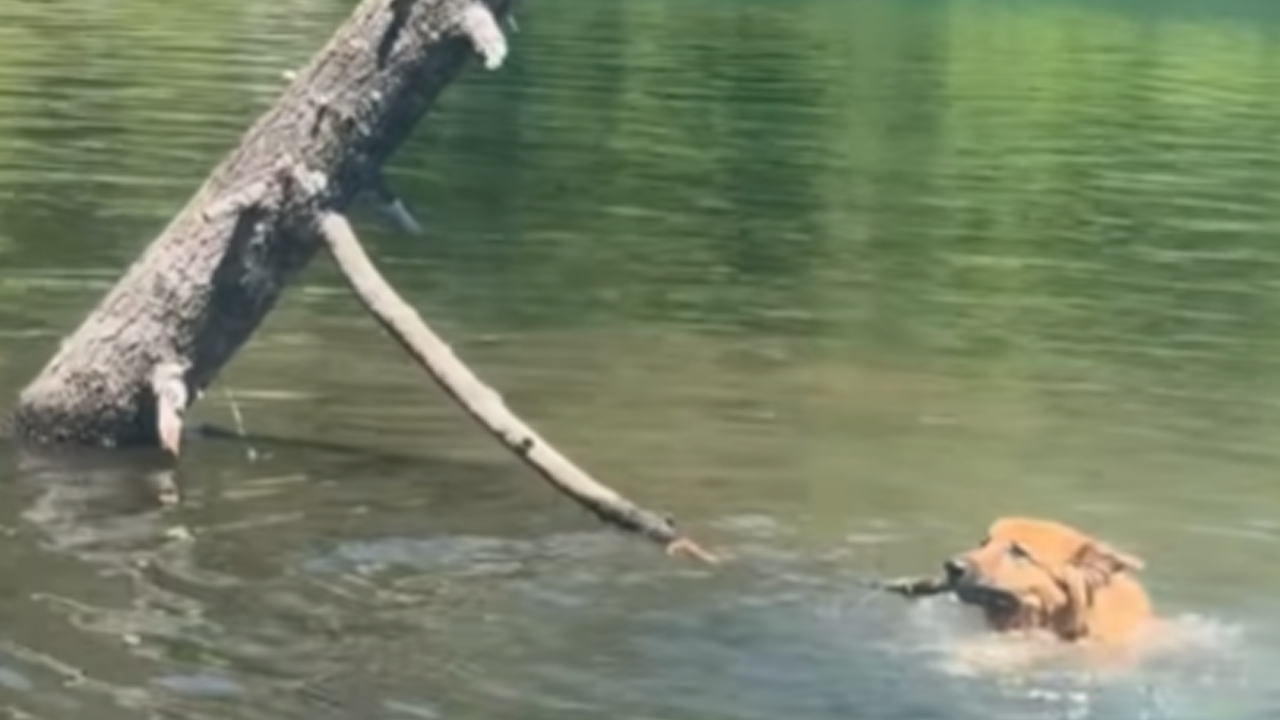 Dog refuses to abandon her favorite stick