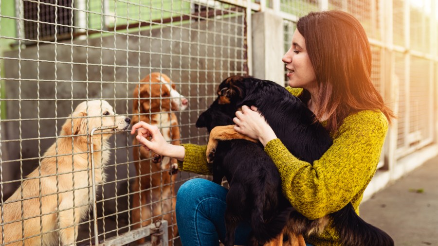 Jefferson County SPCA hosts free pet adoption event