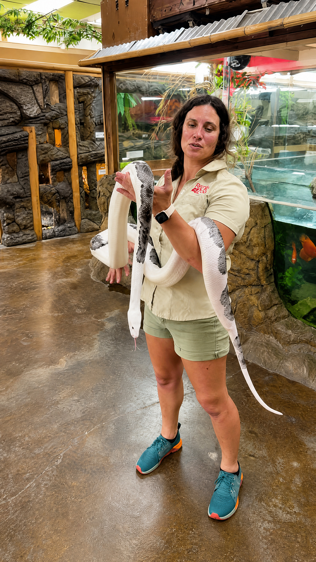 Panda pied reticulated python shows its unique pattern and size