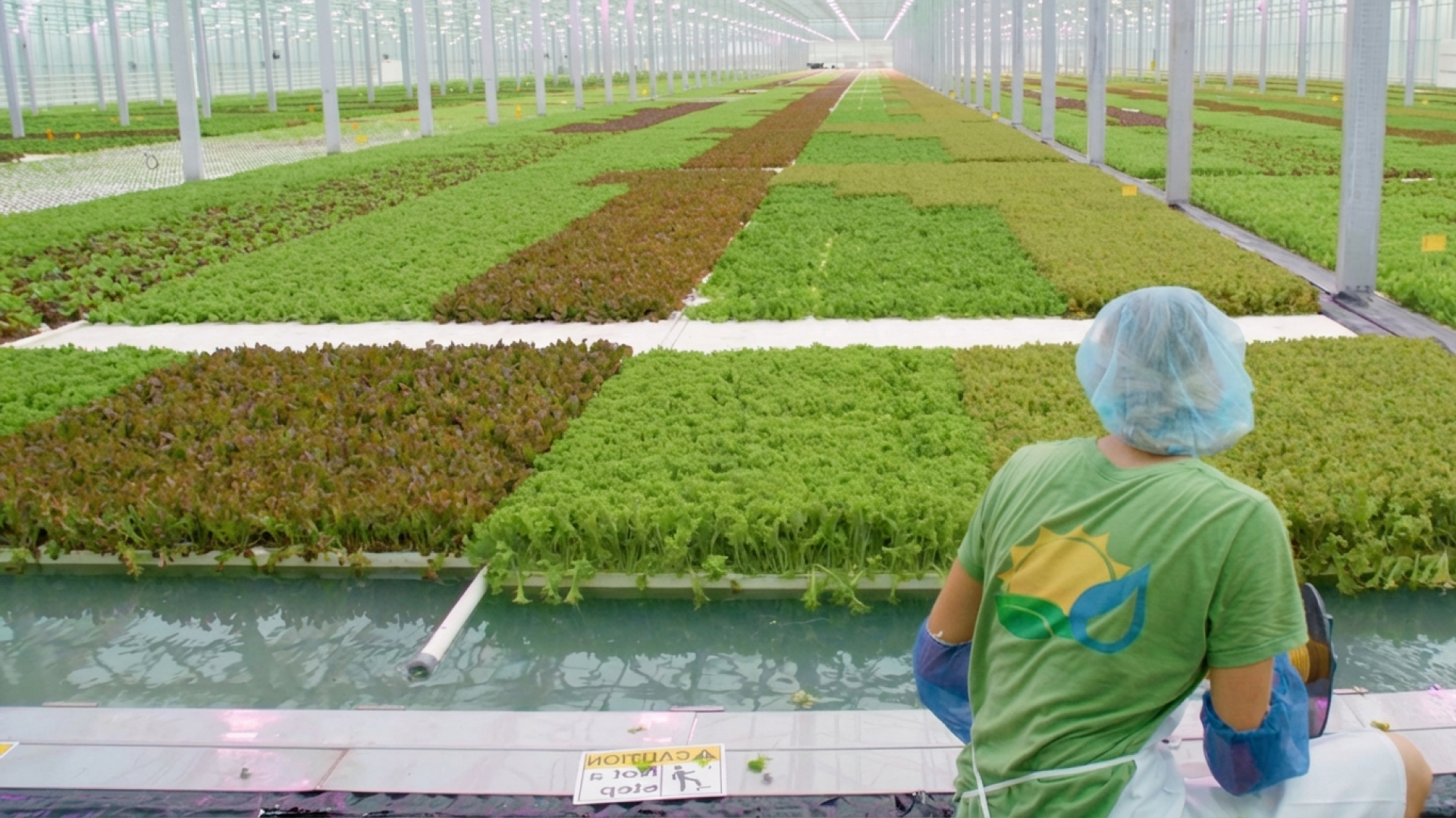Is aquaponics the future of agriculture?