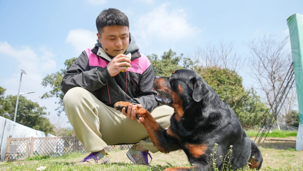 essential-dog-training-and-behavior-tips