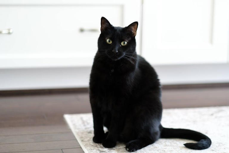 What to do if your neighbour's cat keeps coming into your house