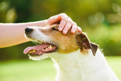 犬が『不安です』と思っていること4選 心配性のワンコがみせるサインや安心させる方法まで