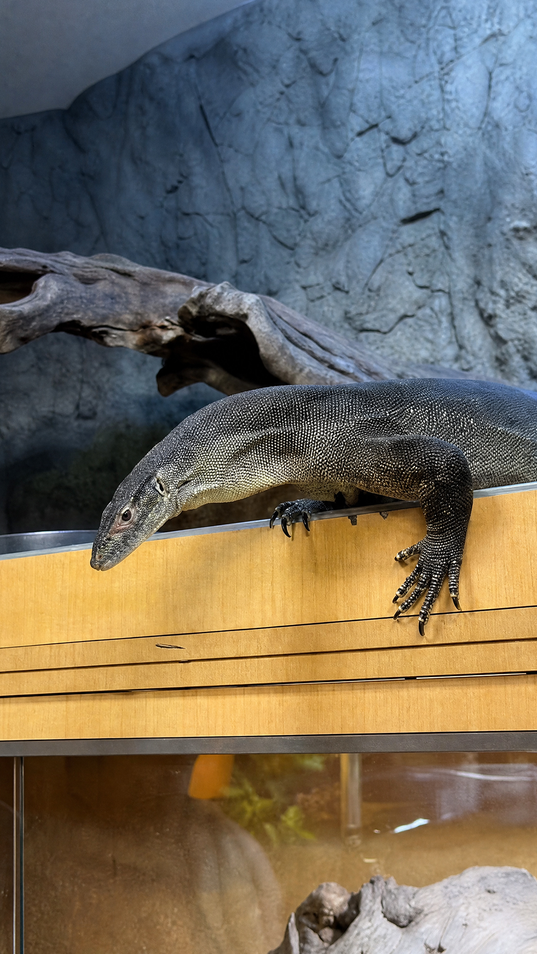 Monitor lizard faces an unexpected challenge during feeding time