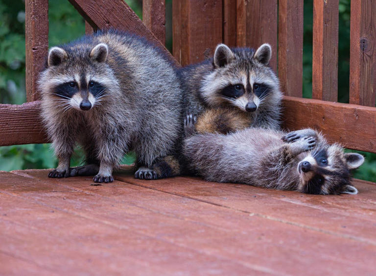 What to do if a raccoon won’t leave your porch—and the mistake you ...
