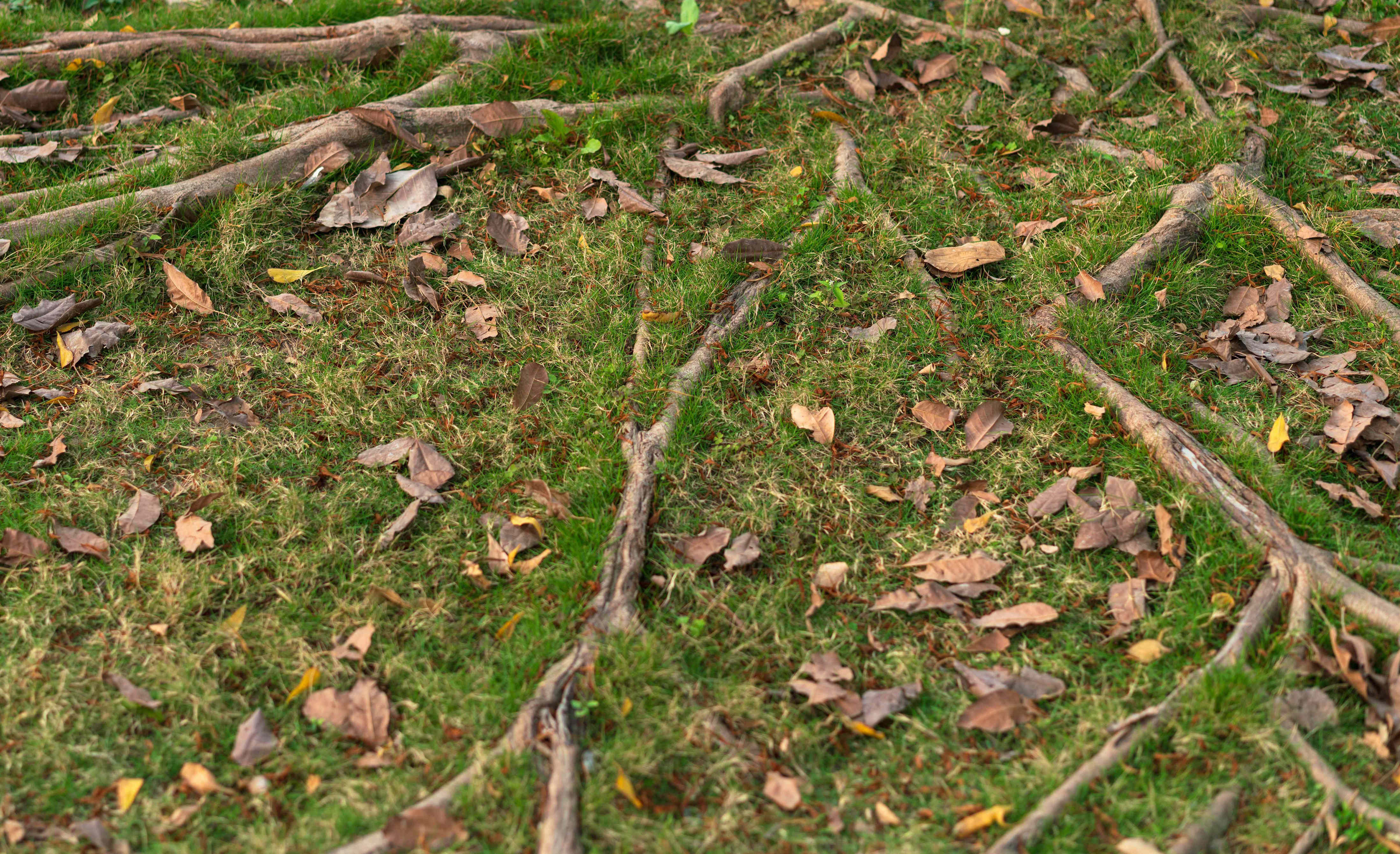 How to get rid of tree roots without damaging the rest of your yard