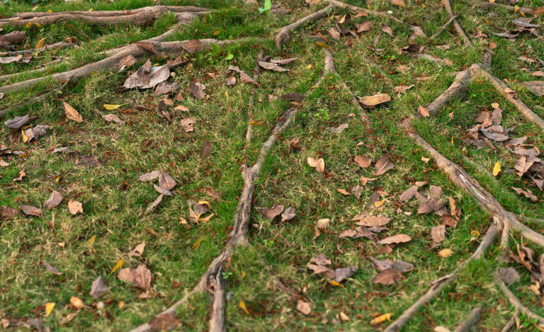 How to get rid of tree roots without damaging the rest of your yard