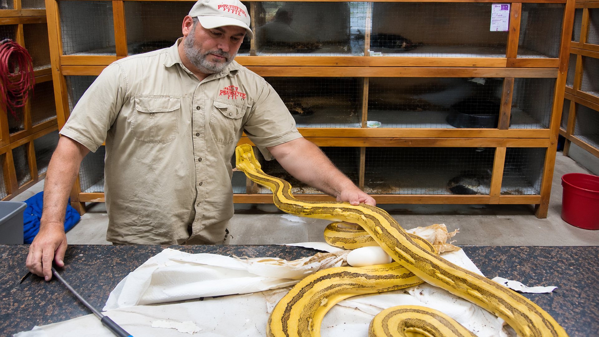 Protective python refuses to give up her eggs during rescue