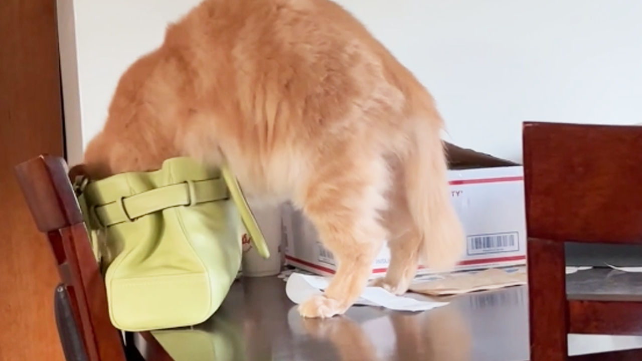 Nosy cat learns a lesson