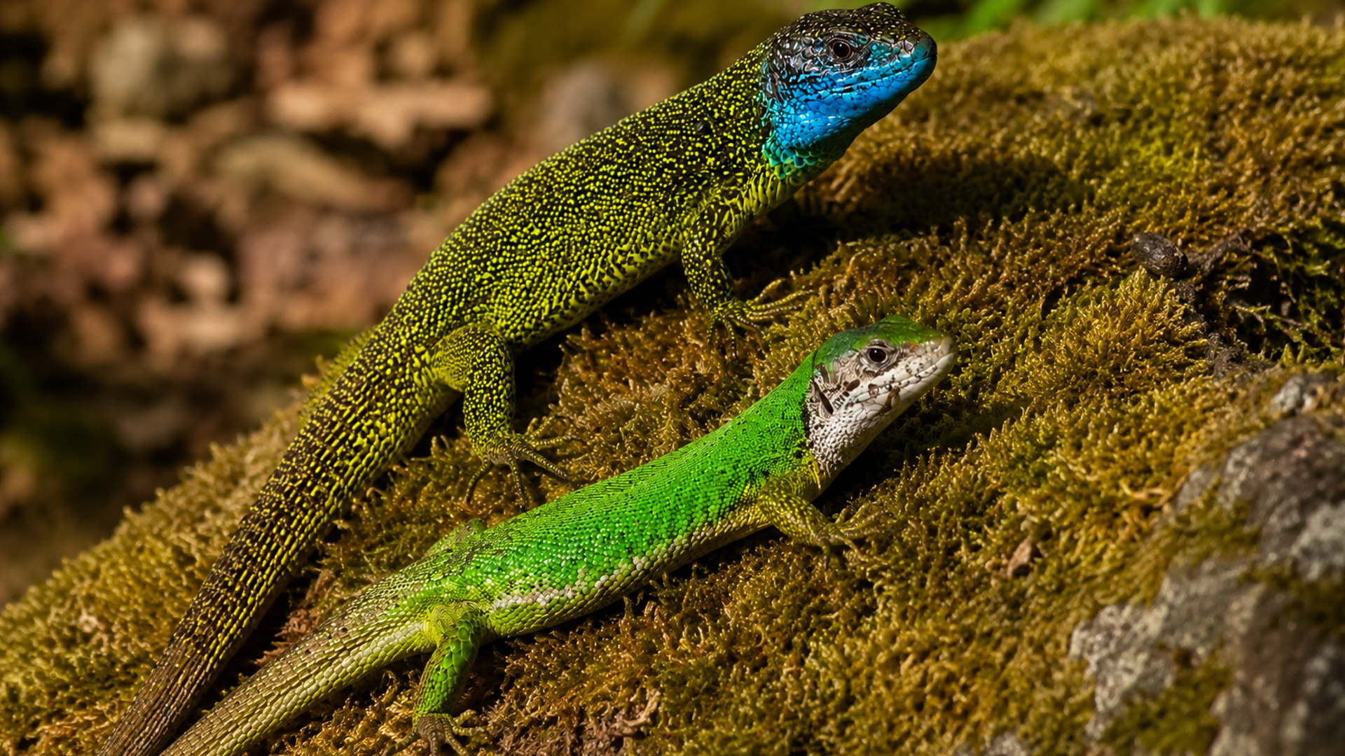 Hidden camera captures two lizards basking on mossy ground
