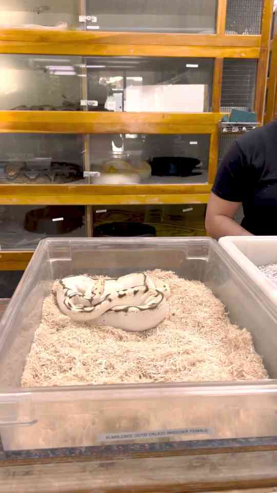 Why this ball python is carefully moved away from her eggs?
