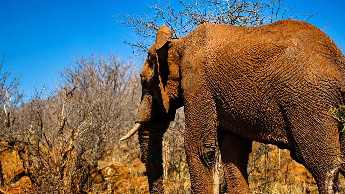 The remarkable life of Africa’s largest land animal