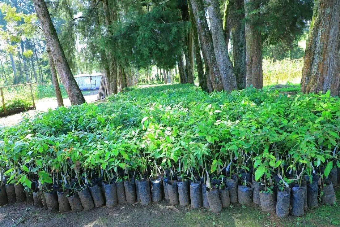 Water minister says Green Legacy benefiting not only Ethiopia but ...