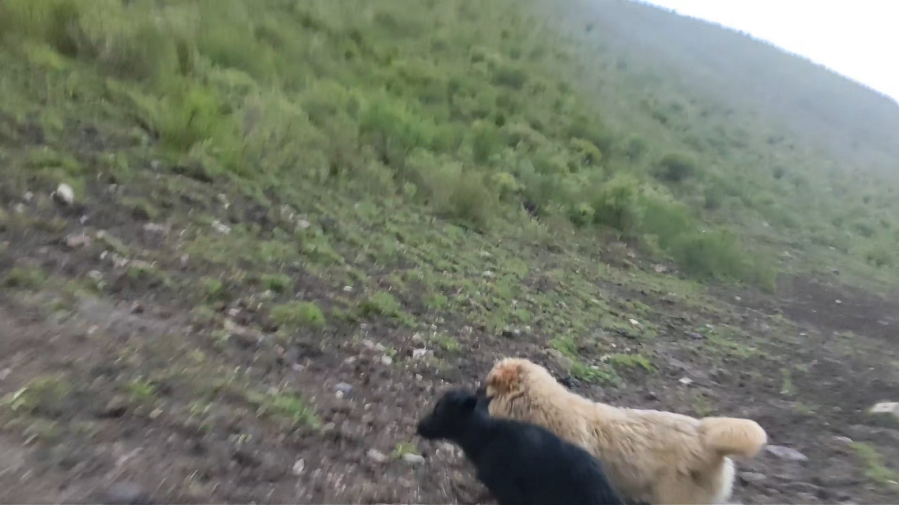 Yak playfully topples calf in Sichuan