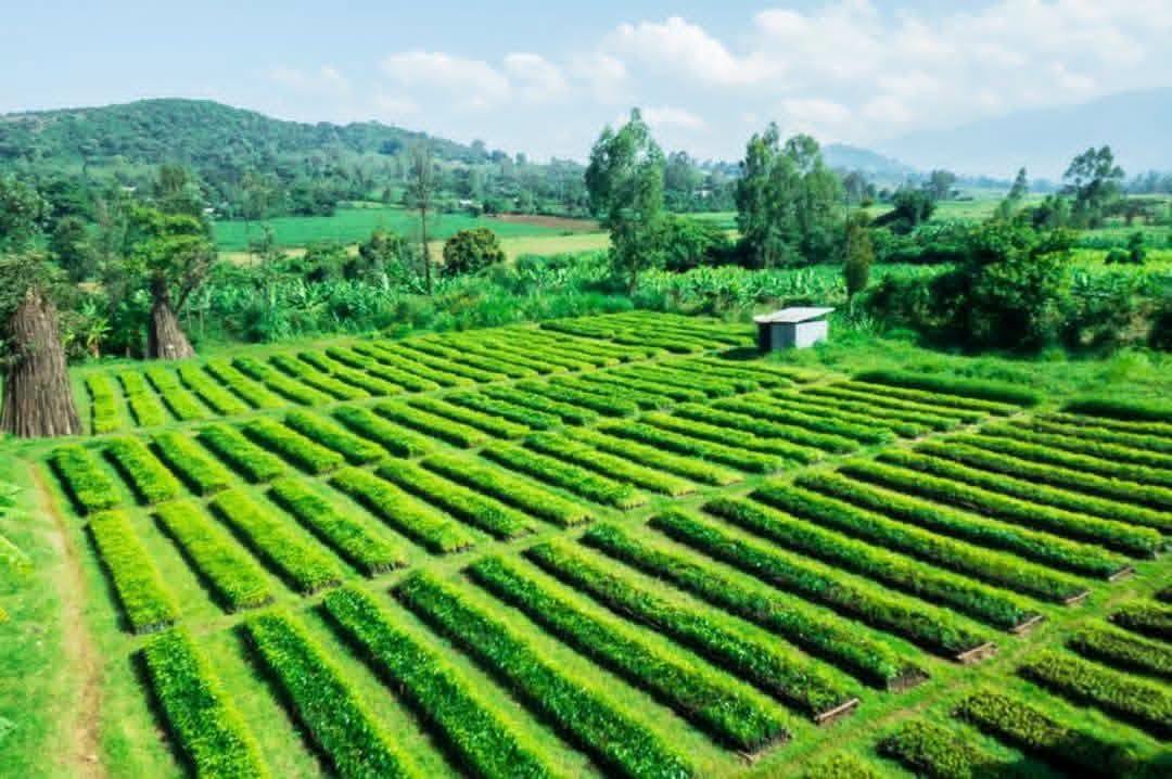 Water minister says Green Legacy benefiting not only Ethiopia but ...